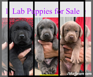 Labrador Retriever Puppy for Sale in ORANGEBURG, South Carolina USA