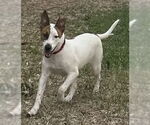 Small German Shepherd Dog Mix