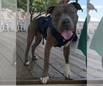 Small #3 American Pit Bull Terrier Mix