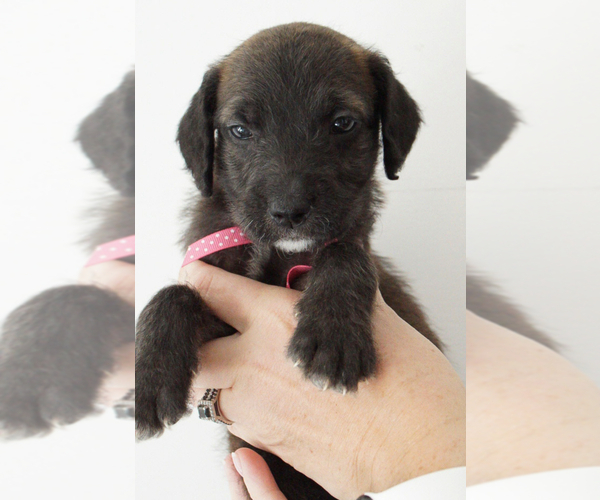 Medium Photo #7 Doodle-Great Dane Mix Puppy For Sale in PALM COAST, FL, USA