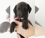 Small Photo #7 Doodle-Great Dane Mix Puppy For Sale in PALM COAST, FL, USA