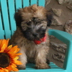 Small Soft Coated Wheaten Terrier