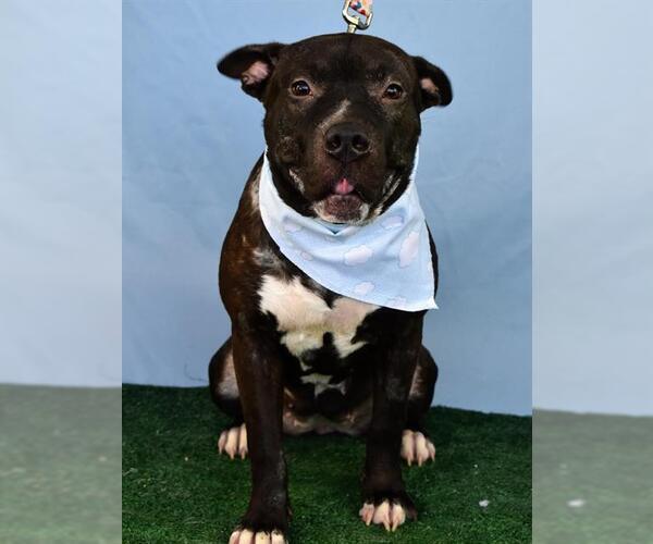 Medium Photo #3 American Pit Bull Terrier Puppy For Sale in Bakersfield, CA, USA