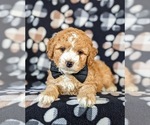 Small Photo #8 Cocker Spaniel-Poodle (Miniature) Mix Puppy For Sale in NEW HOLLAND, PA, USA