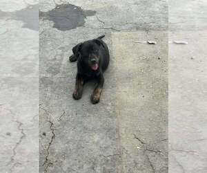 Catahoula Leopard Dog-Unknown Mix Dogs for adoption in Turlock, CA, USA
