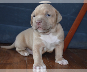 American Bully Puppy for sale in WINCHESTER, VA, USA