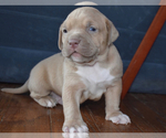 Small Photo #1 American Bully Puppy For Sale in WINCHESTER, VA, USA