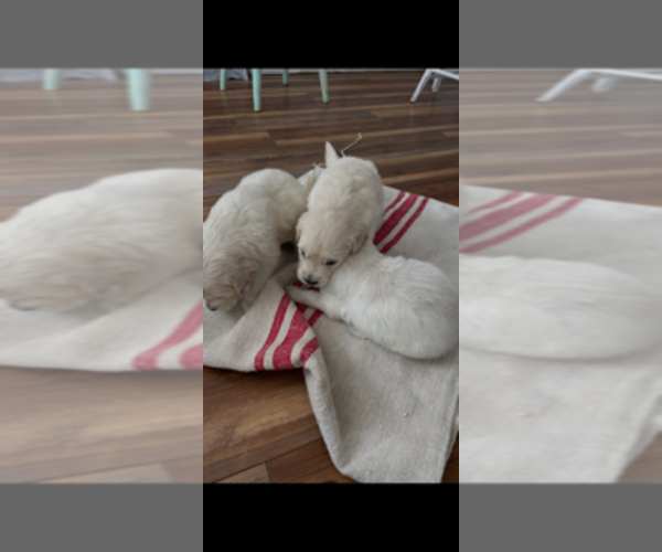 Medium Photo #5 Golden Retriever Puppy For Sale in MERCED, CA, USA