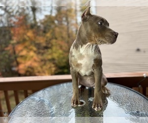 American Bully Puppy for sale in ATLANTA, GA, USA