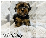 Small Photo #9 Yorkshire Terrier Puppy For Sale in FRESNO, CA, USA