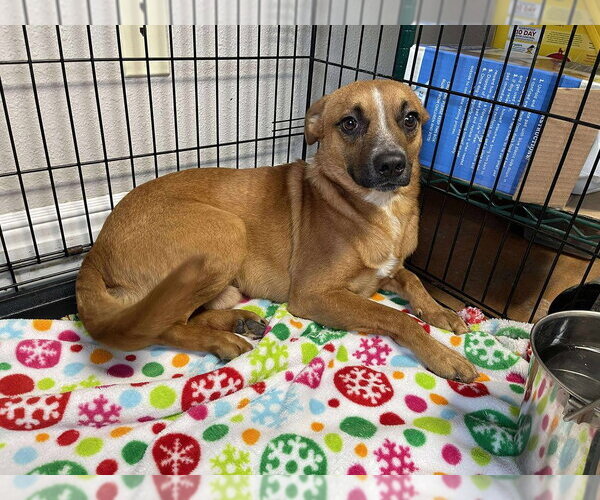 Medium Photo #3 Mutt Puppy For Sale in Bolivar, MO, USA