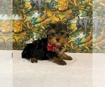 Image preview for Ad Listing. Nickname: Tiny Bear