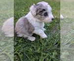 Small Photo #22 Aussiedoodle Miniature  Puppy For Sale in SPIRIT LAKE, ID, USA