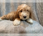 Small Photo #9 Goldendoodle Puppy For Sale in LAKELAND, FL, USA