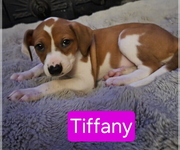 Medium Photo #1 Bogle Puppy For Sale in Mechanicsburg, PA, USA