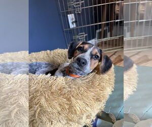 Mutt Dogs for adoption in Garden City, NY, USA