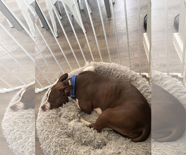 Medium Photo #3 American Pit Bull Terrier-Unknown Mix Puppy For Sale in Polson, MT, USA