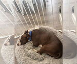Small #2 American Pit Bull Terrier Mix