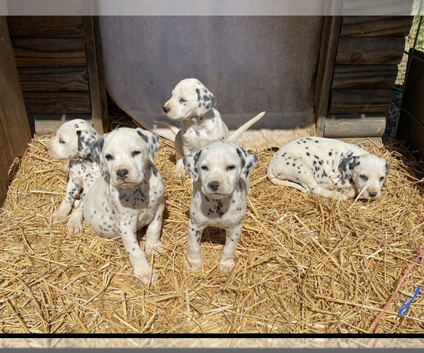 Medium Photo #2 Dalmatian Puppy For Sale in RICHLAND, IN, USA