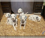 Small Photo #2 Dalmatian Puppy For Sale in RICHLAND, IN, USA