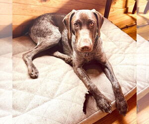 German Shorthaired Pointer Dogs for adoption in Menlo Park, CA, USA