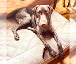 Small German Shorthaired Pointer