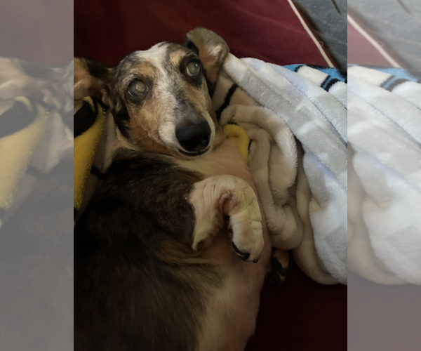 Medium Photo #6 Dachshund Puppy For Sale in Weston, FL, USA