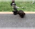 Small Photo #9 Shorkie Tzu Puppy For Sale in EDMOND, OK, USA