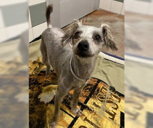 Poodle (Miniature) Dogs for adoption in Salinas, CA, USA