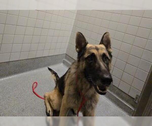Medium Photo #1 German Shepherd Dog Puppy For Sale in Orange, CA, USA