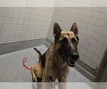 Small German Shepherd Dog