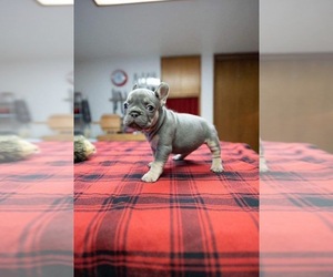 French Bulldog Puppy for sale in EGG HARBOR TOWNSHIP, NJ, USA
