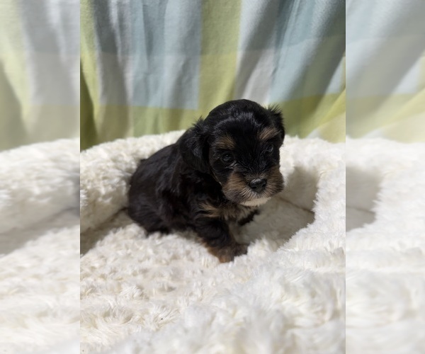 Medium Photo #12 Havapoo Puppy For Sale in GUTHRIE, KY, USA