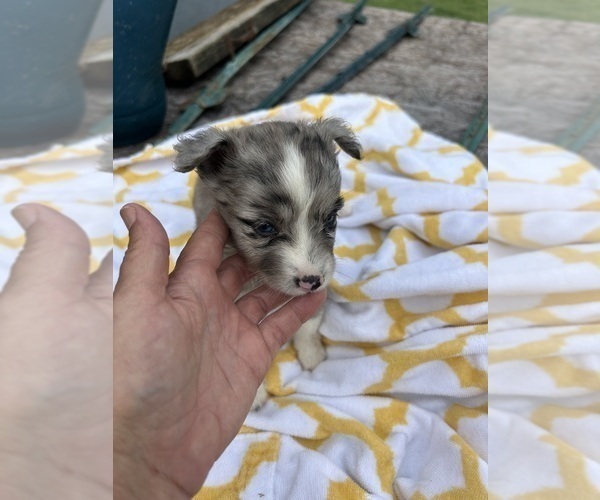 Medium Photo #15 Miniature Australian Shepherd Puppy For Sale in BUSH, LA, USA