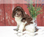 Puppy Tess Cockapoo