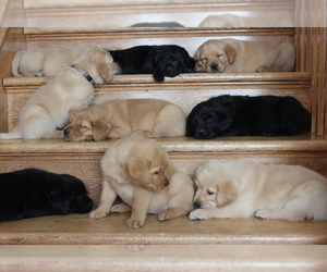 Golden Labrador Puppy for sale in MOUNT CRAWFORD, VA, USA