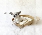 Small #8 Chihuahua