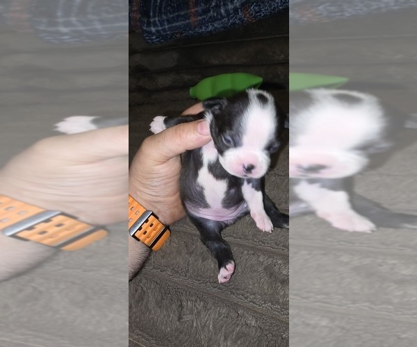 Medium Photo #5 Boston Terrier Puppy For Sale in MITCHELL, IN, USA