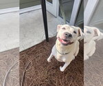 Small #2 Mutt