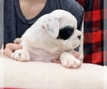 Small Photo #6 English Bulldog Puppy For Sale in PEACHLAND, NC, USA