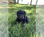 Puppy Puppy 1 Aussiedoodle-Australian Cattle Dog Mix