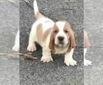 Small #1 Basset Hound