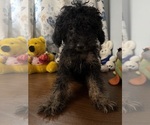 Yorkipoo puppie - Male Yorkipoo Puppy for Sale - Photo #14