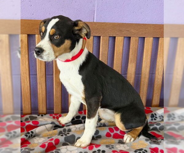 Medium Photo #3 Australian Shepherd-Unknown Mix Puppy For Sale in Genesee, WI, USA