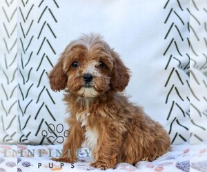 Cavapoo (Miniature) Puppy for sale in ELIZABETHTOWN, PA, USA