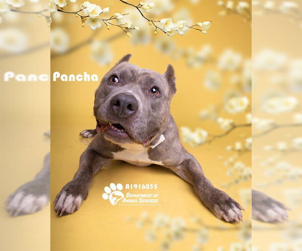 Medium Photo #1 Mutt Puppy For Sale in Riverside, CA, USA