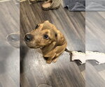 Small #3 American Staffordshire Terrier Mix