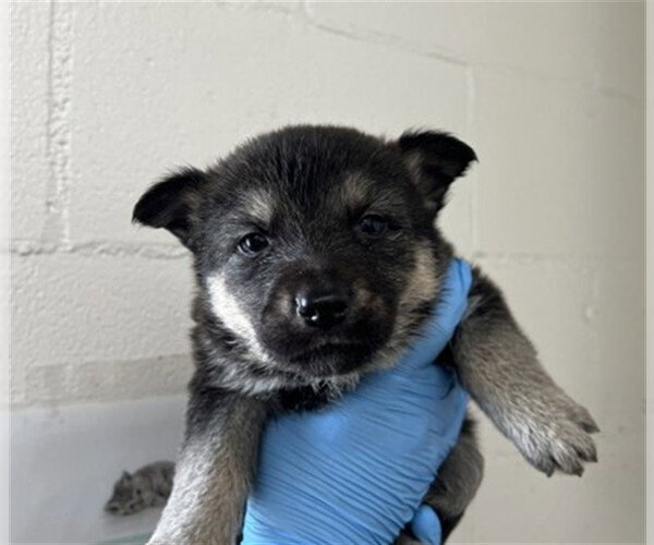 Medium Photo #2 German Shepherd Dog Puppy For Sale in San Bernardino, CA, USA