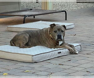 Rosie - Female American Staffordshire Terrier-Staffordshire Bull Terrier Mix Dog for Adoption - Photo #3