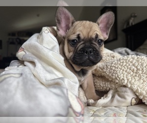 French Bulldog Puppy for sale in OJAI, CA, USA